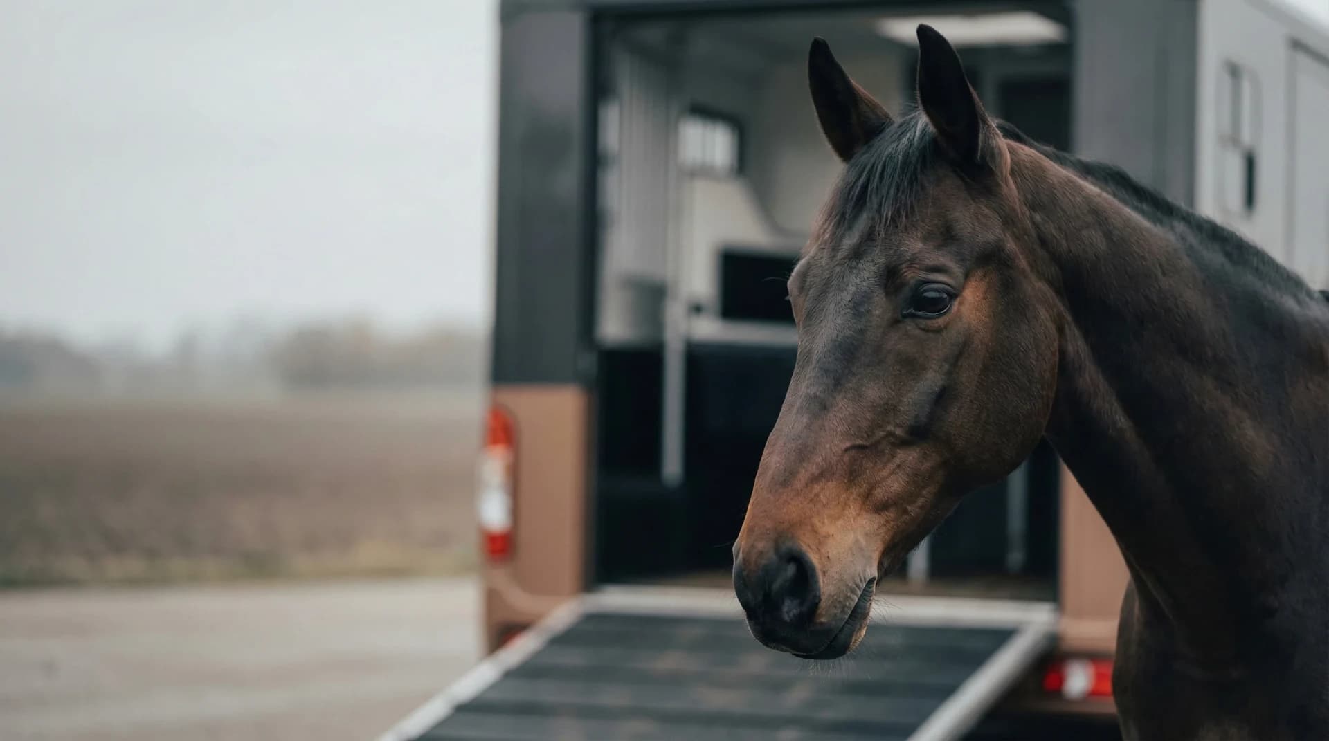 Pferd vor dem Transport – Pferde Services