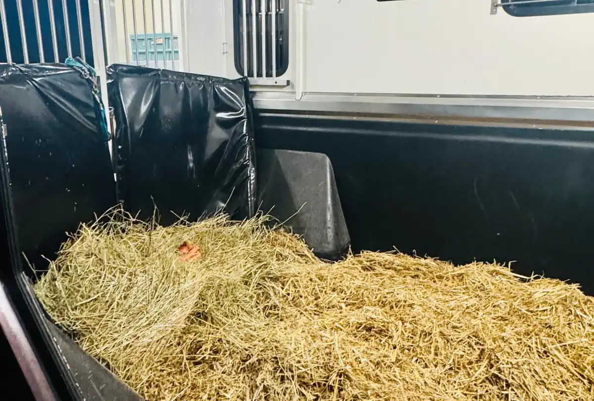 Transporter-Innenraum mit dicker Stroheinstreu