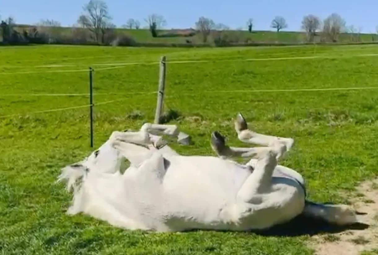 Pferd wälzt sich auf der Weide