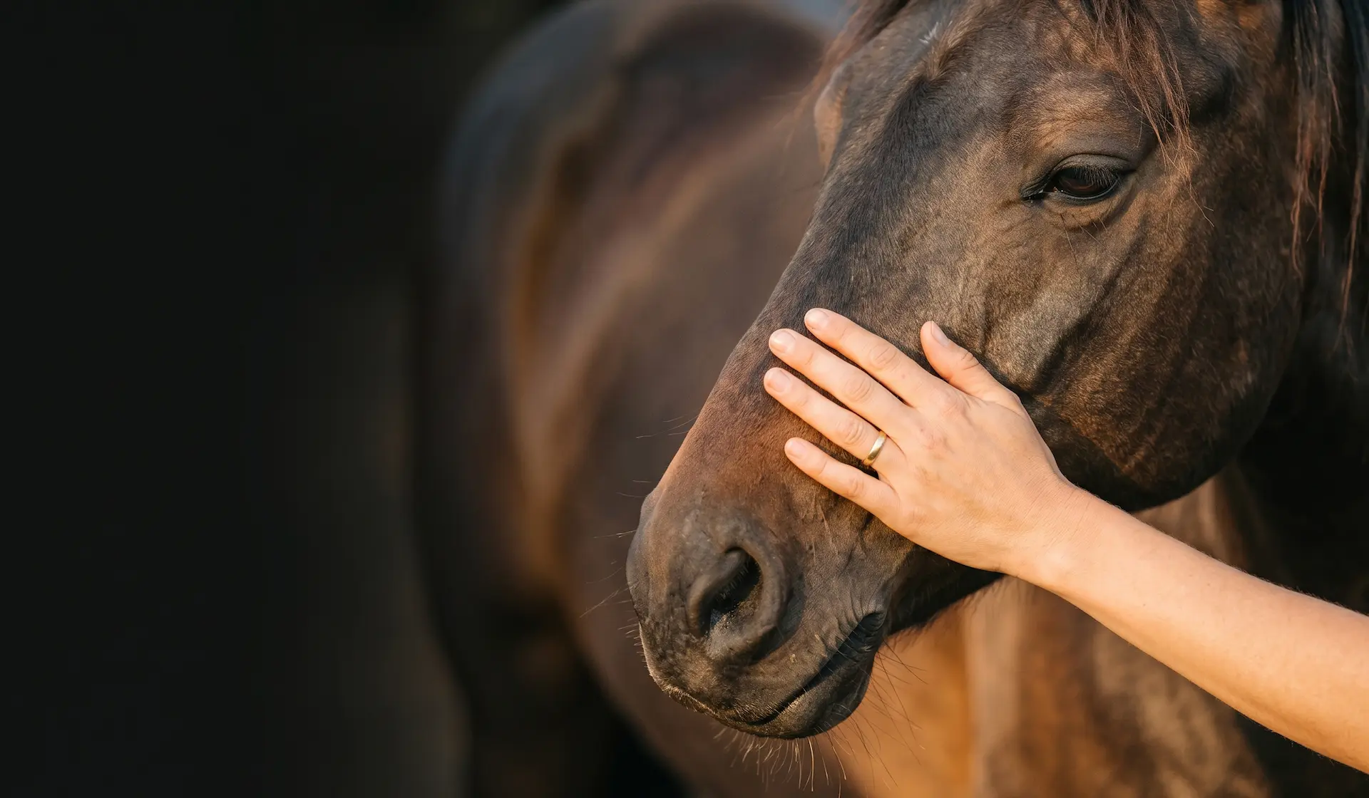Eine Hand streichelt liebevoll den Kopf eines Pferdes