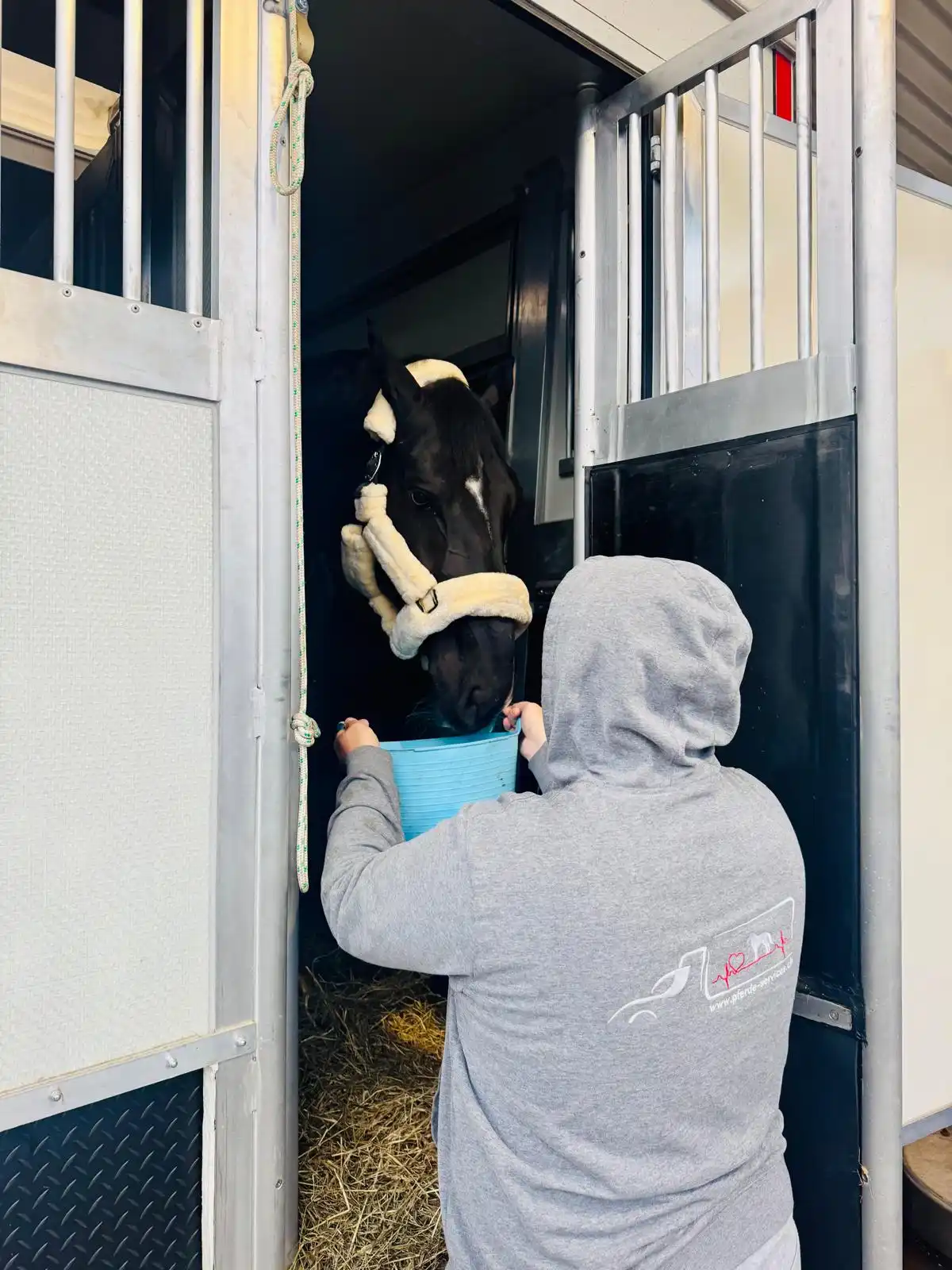 Mitarbeiter versorgt ein Pferd im Transporter