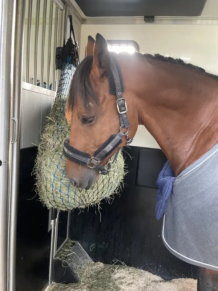 Pferd frisst Heu aus dem Heunetz im Transporter